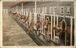 The Cows are Washed and Brushed Before Each Milking Mount Clemens, MI Postcard Postcard