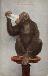 Chimpanzee Baldy, New York Zoological Society Postcard