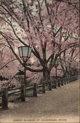 Cherry Blossom at Arashiyama Kyoto, Japan Postcard Postcard