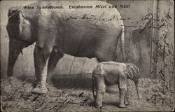 Elephants Mizzi and Madi - Tiergarten Schonbrunn Vienna, Austria Postcard Postcard