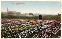 Tulip Fields Postcard