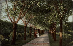 The Avenue, Botanic Gardens Postcard