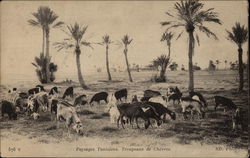 Tunisian Landscapes - Palm Trees and Herd of Goats Postcard