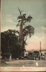 Arbol de la Noche Triste Mexico City, Mexico Postcard Postcard