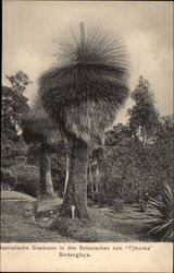 Australian Tree in an Indonesian Park Postcard