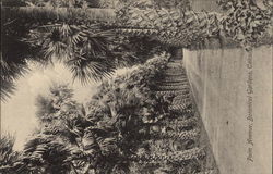 Palm Avenue, Botanical Gardens Postcard