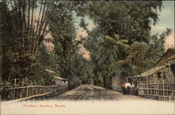 Feathery Bamboo Postcard