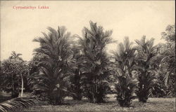 Cyrtostachys Lakka Palm Trees Postcard