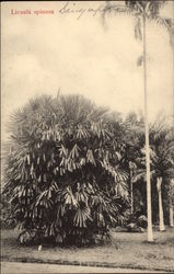 Licuala spinosa - Mangrove Fan Palm Postcard