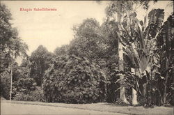 Rhapis flabelliformis - The Lady Palm Postcard