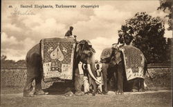 Sacred Elephants Postcard