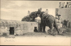 Elephant Fight Postcard