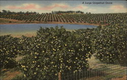 A Large Grapefruit Grove Postcard