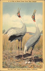 A Pair of Sarus Crane Crow Their Delight Postcard