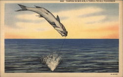 Tarpon in Mid-Air, A Thrill to All Fishermen Postcard Postcard