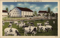 Holstein Cows on a Hershey Farm Pennsylvania Postcard Postcard