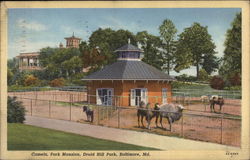 Camels, Park Mansion, Druid Hill Park Baltimore, MD Postcard Postcard