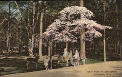 Deer Park in the Springtime Postcard