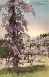 Dogwood and Wisteria Southern Pines, NC Postcard Postcard