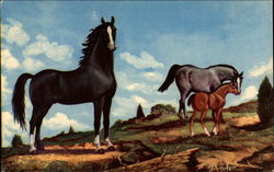 Black Stallion Postcard