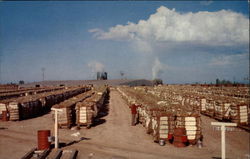 Cotton Bales Postcard