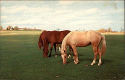 Horses in a field Postcard Postcard