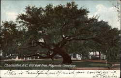 Old Oak Tree, Magnolia Cemetary Charleston, SC Postcard Postcard