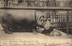 Hippopotamus, Central Park Zoo Postcard