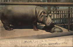 Hippopotamus, Central Park Zoo Postcard