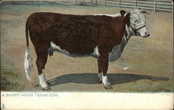 A Short Horn Texas Cow Postcard