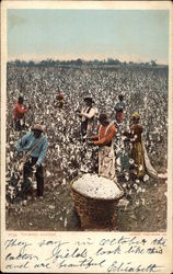 Picking Cotton Postcard