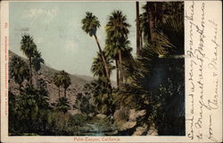 Palm Trees, Palm Canyon Scenic, CA Postcard Postcard