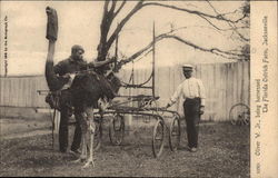 Oliver W. Jr., being harnessed, The Florida Ostrich Farm Postcard