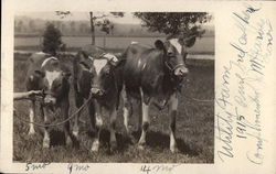 Pure Bred Herd, Utility Farm, 1915 Cows & Cattle Postcard Postcard