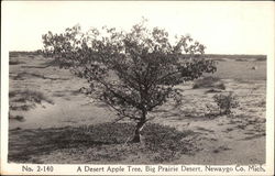 A Desert Apple Tree, Big Prairie Desert Michigan Postcard Postcard