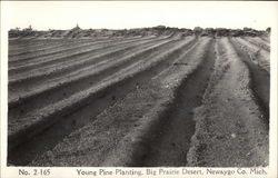 Young Pine Planting, Big Prairie Desert Postcard