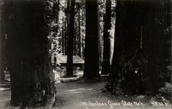 Richardson Grove State Park Eureka, CA Postcard Postcard