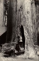 Richardson Grove State Park Garberville, CA Postcard Postcard