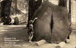 Redwood Slab, Richardson Grove Garberville, CA Postcard Postcard