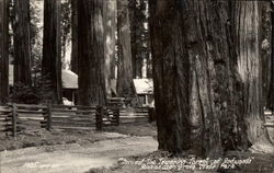 Amidst the Towering Forest of Redwoods, Richardson Grove State Park Postcard