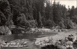 The Eel River, Lane's Redwood Flat Postcard