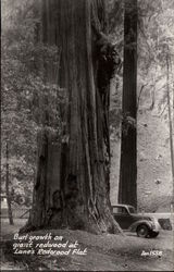 Burl Growth on Giant Redwood, Lane's Redwood Flat Postcard