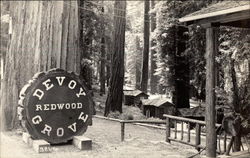 Devoy Redwood Grove Garberville, CA Postcard Postcard