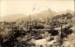 Desert Cactus Postcard