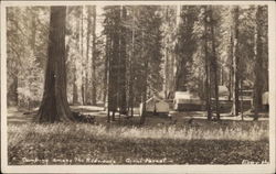 Camping Among the Redwoods, Giant Forest Postcard