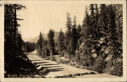 The highway from Yakima to Ranier National Park Postcard