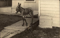 Young Donkey on Decking at Side of House Donkeys Postcard Postcard