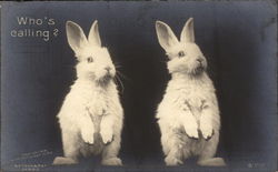 Two White Rabbits Sitting Up Postcard Postcard