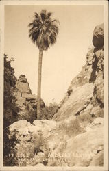 Lone Palm Andreas Canyon Palm Springs, CA Postcard Postcard