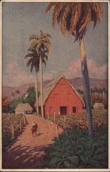 A typical tobacco scene Cuba Postcard Postcard